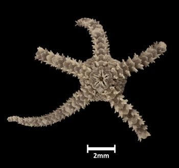 Media type: image;   Invertebrate Zoology OPH-3726 Description: Bottom of brittle star with mouth visible.;  Aspect: ventral